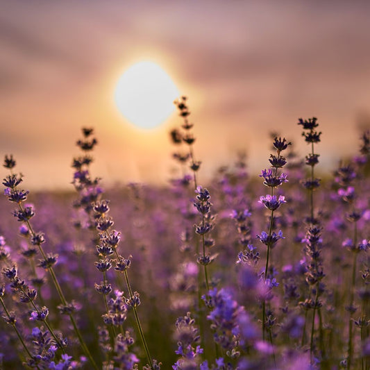 Flores de lavanda ¿Para qué sirven?